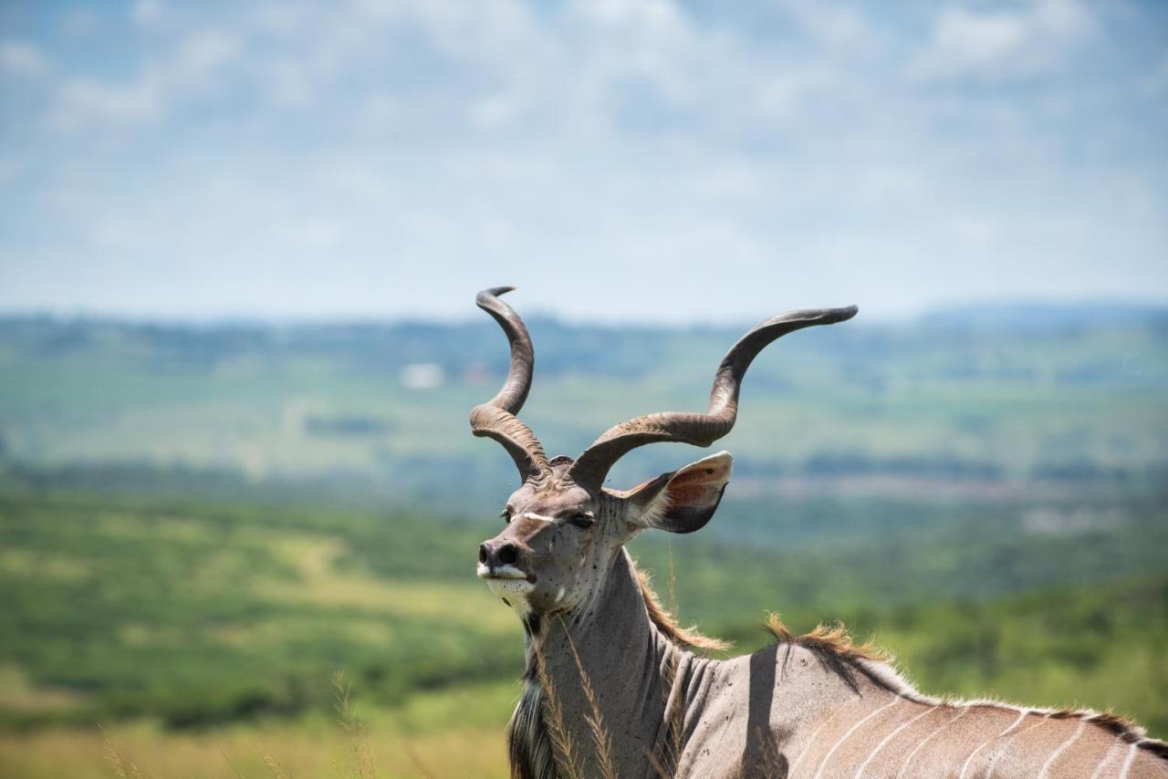 Tala Collection Game Reserve Silverton ภายนอก รูปภาพ