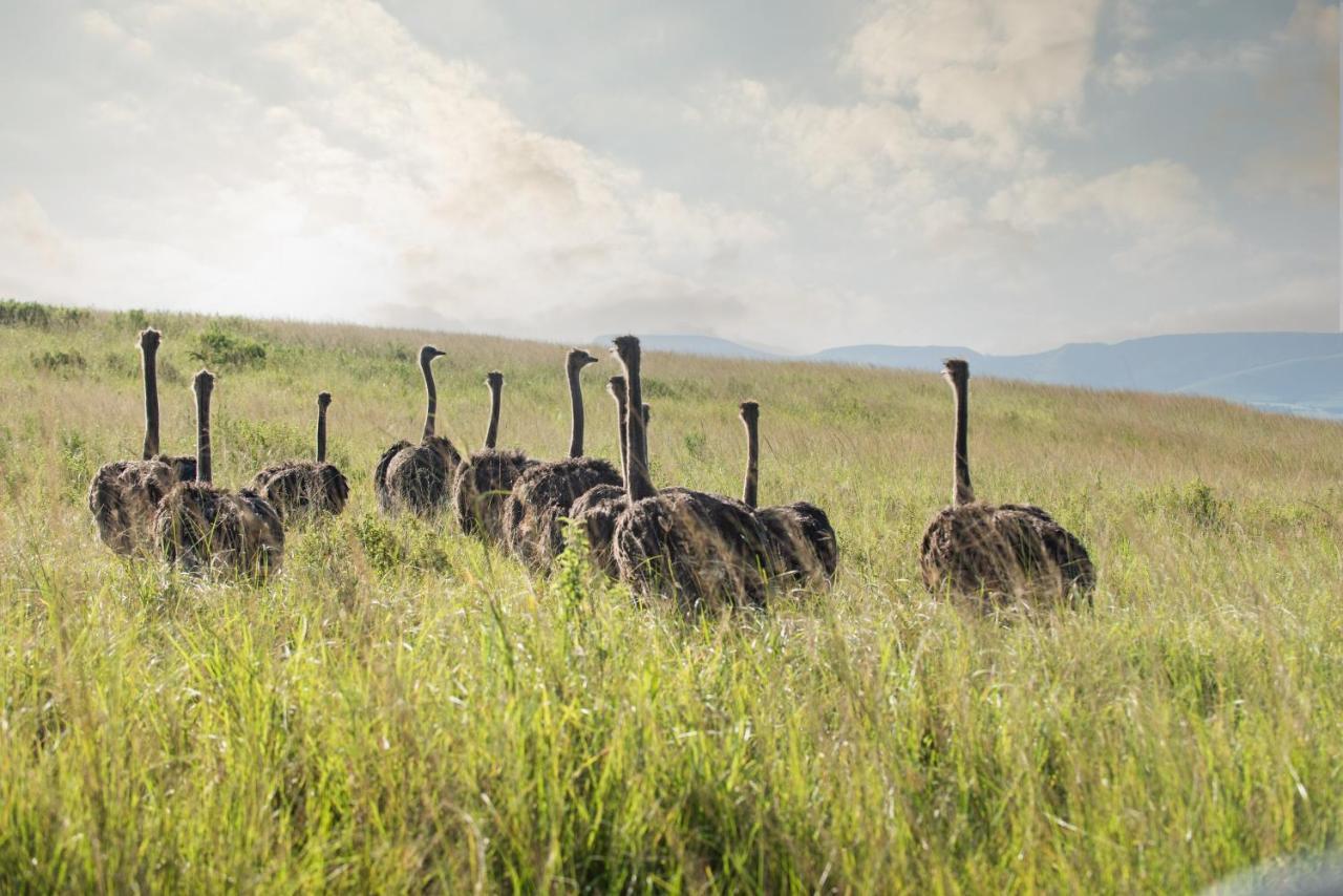Tala Collection Game Reserve Silverton ภายนอก รูปภาพ